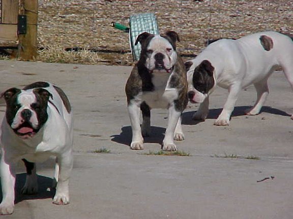 Alubull's Lucious Lola | Olde English Bulldogge 