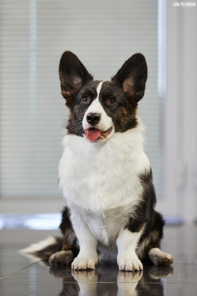 ELFBORG ZETA JONES | Cardigan Welsh Corgi 