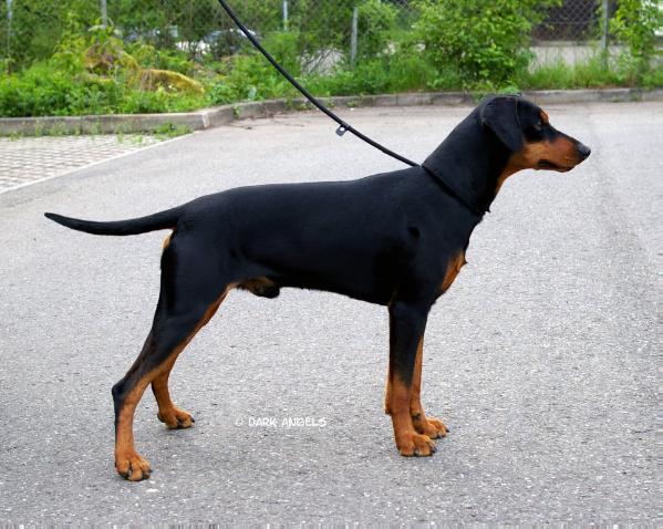 Megamagee METAL THE DEVIL | German Pinscher 