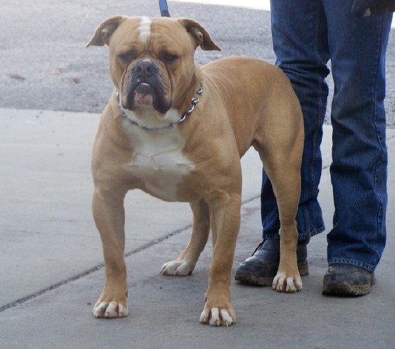 SABK's King Bruiser Bo of Brick's(AmericanBulldog) | Olde English Bulldogge 