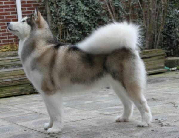 Kinuk`s Kiss A Star | Alaskan Malamute 
