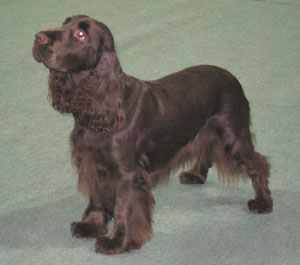 Vätterbygdens Chocolate Chili | Field Spaniel 