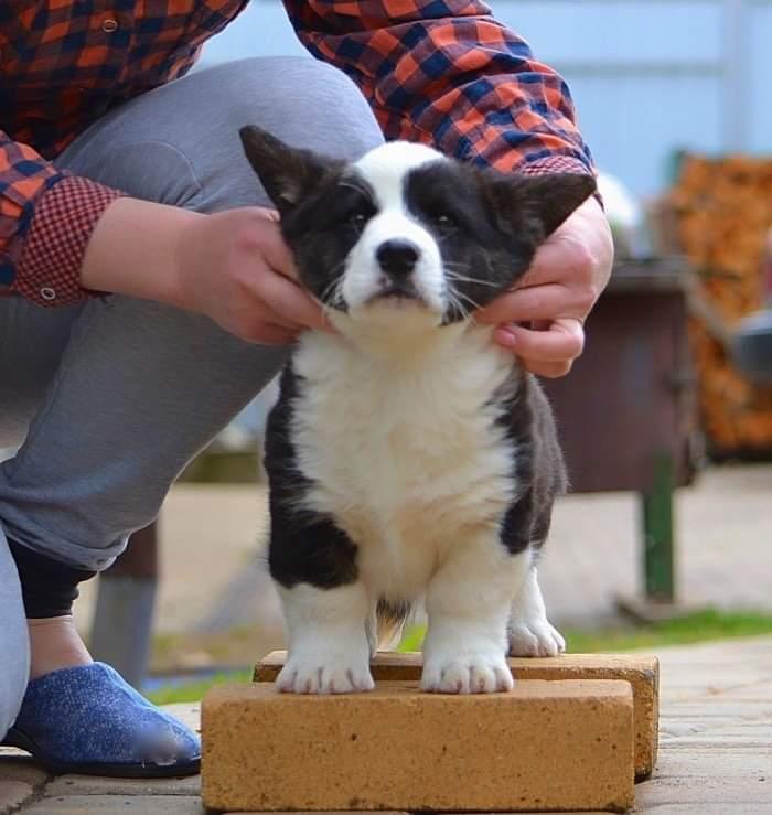 Bronant Dark Horse | Cardigan Welsh Corgi 