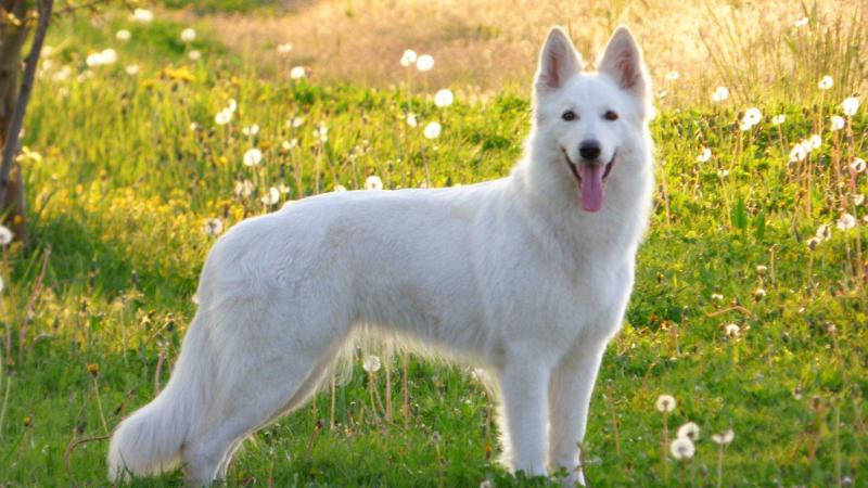 Daydream Zelda | White Swiss Shepherd Dog 