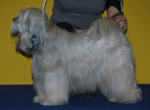 CHOGLA HIMALAYA DHANGARHI | Tibetan Terrier 