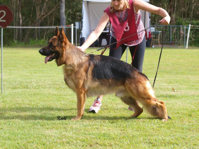 Ambala On Fire | German Shepherd Dog 