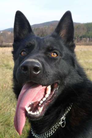 N’Alfi z Kraje Karla IV. | German Shepherd Dog 