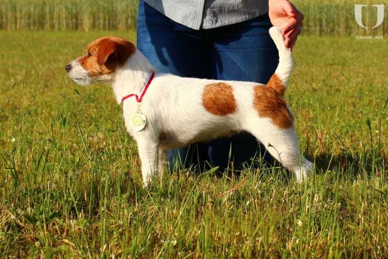 BLACK BERRY Jack's Clan | Jack Russell Terrier 