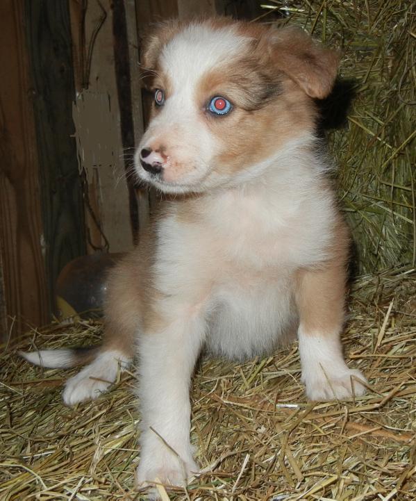 Sura | Border Collie 