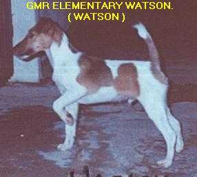 GMR Elementary Watson | Smooth Fox Terrier 