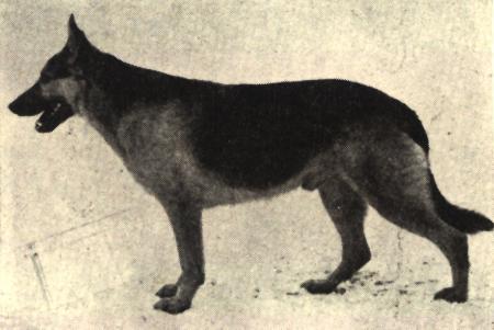 Held vom Domschloß | German Shepherd Dog 