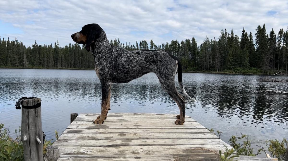 Pipers Ridge Smoke on the Bryn | Bluetick Coonhound 