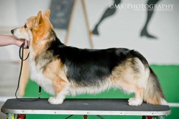 Hanny Bugi Vugi | Pembroke Welsh Corgi 