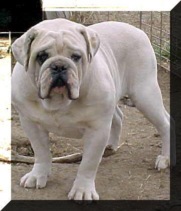 NUNLEY'S TEDDY BEAR | Olde English Bulldogge 