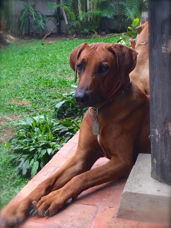 Los Nubios - Awa | Rhodesian Ridgeback 