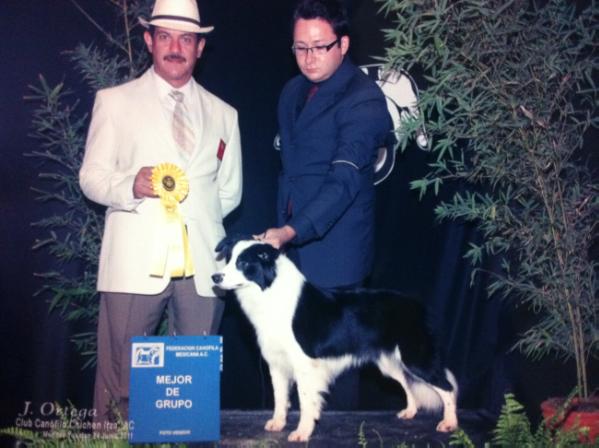 Abbey road (Altamira) | Border Collie 