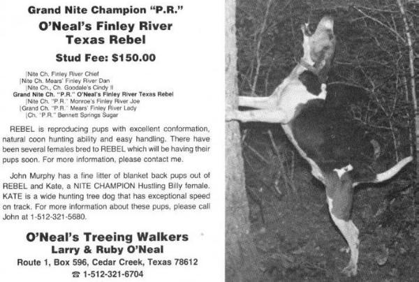 O'Neal's Finley River Texas Rebel | Treeing Walker Coonhound 