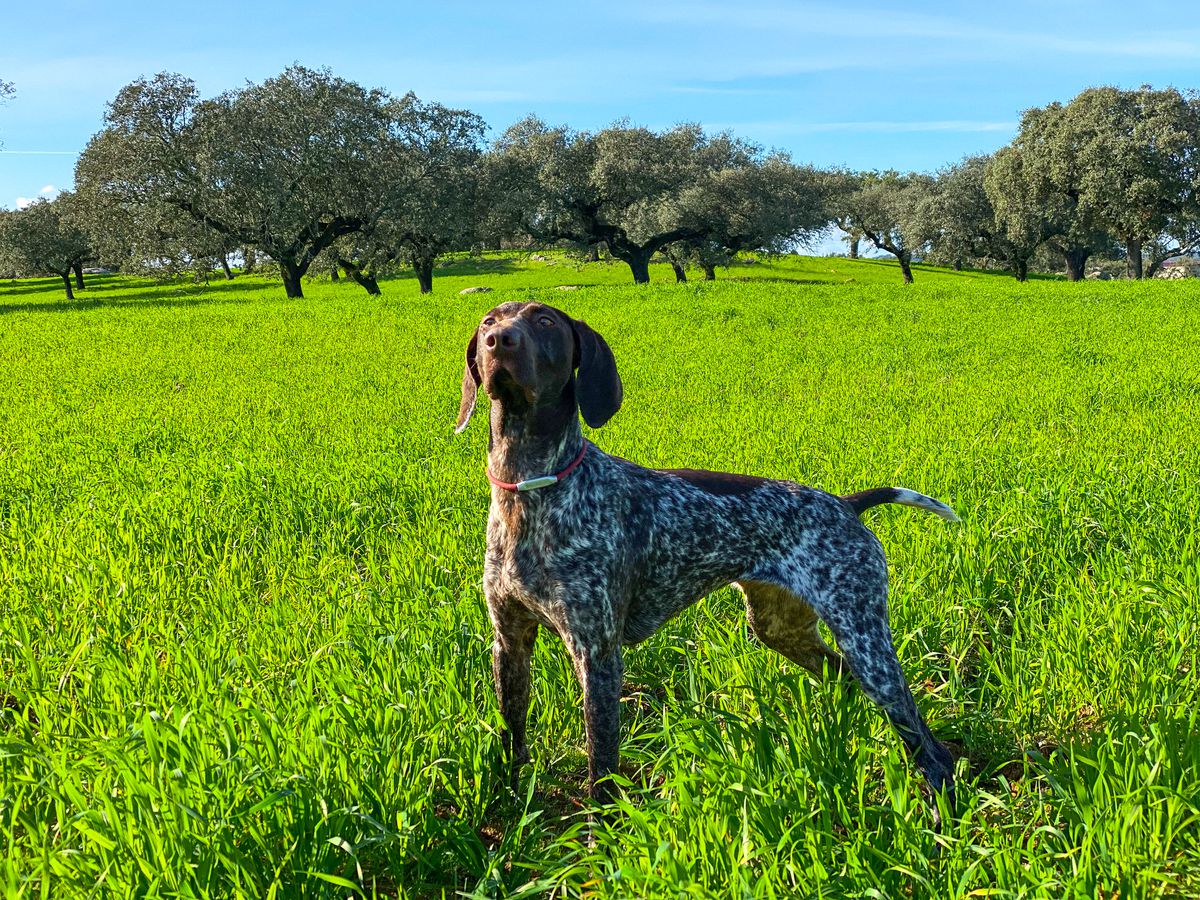 Niza do Monte Pereira | German Shorthaired Pointer 