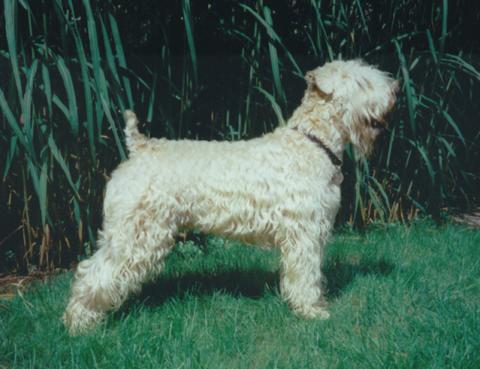 Uactaran Upon Knockmeal Down | Soft Coated Wheaten Terrier 