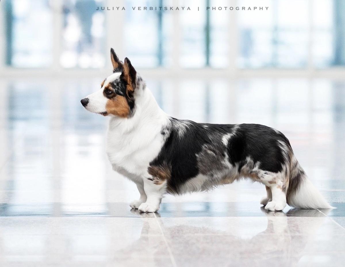 Solifert Gatsby Zippie Boy | Cardigan Welsh Corgi 