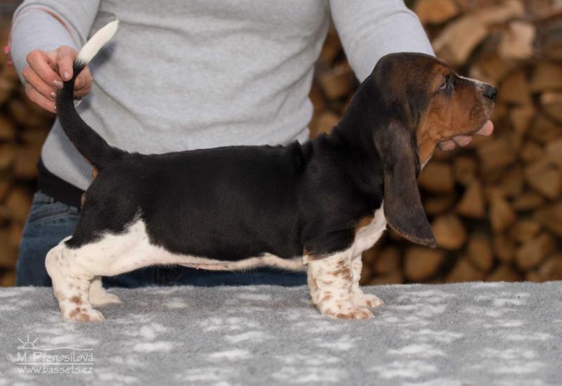 Xena Lady Barnett's | Basset Hound 