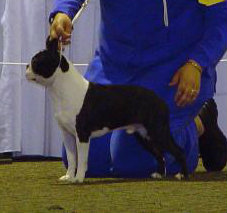 Kennedy'S knoty solo act | Boston Terrier 
