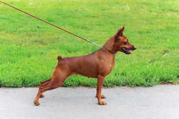 Shiny Star iz Doma Liuvira | Miniature Pinscher 