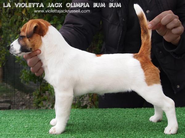 La Violetta Olimpia Bum Bum | Jack Russell Terrier 