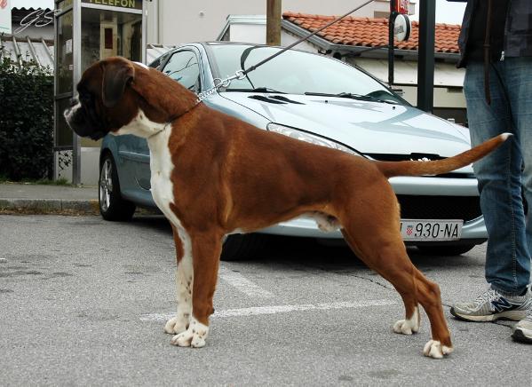 Memphis | Boxer 
