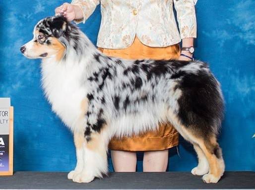 Coolmoor TakeItToTheBank@GatorHeaven | Australian Shepherd 