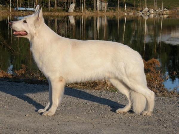 Bartholomeus Des Gardiens Du Pacte | White Swiss Shepherd Dog 