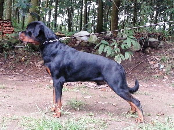 Raon Of Sachin | Rottweiler 