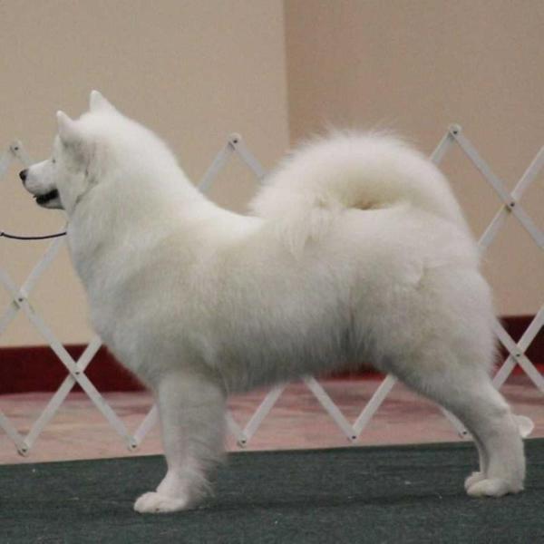 Doubletake's When You Got It, Flaunt It | Samoyed 