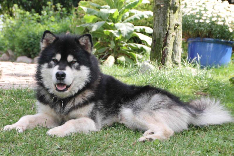 Kimbear´s Bothel Blazing The Trail | Alaskan Malamute 