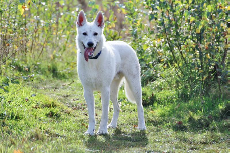 Eziro of Shadasa | White Swiss Shepherd Dog 