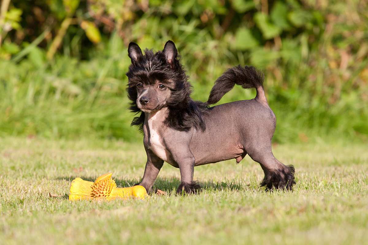 Chinese Crested