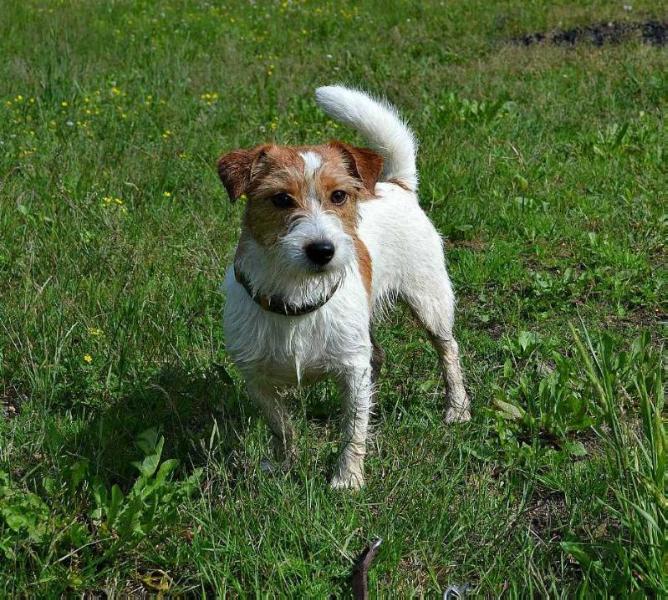 ELLEMAXI ELENA PREKRASNAYA | Jack Russell Terrier 