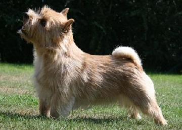 Cobby's Devil in Demand | Norwich Terrier 