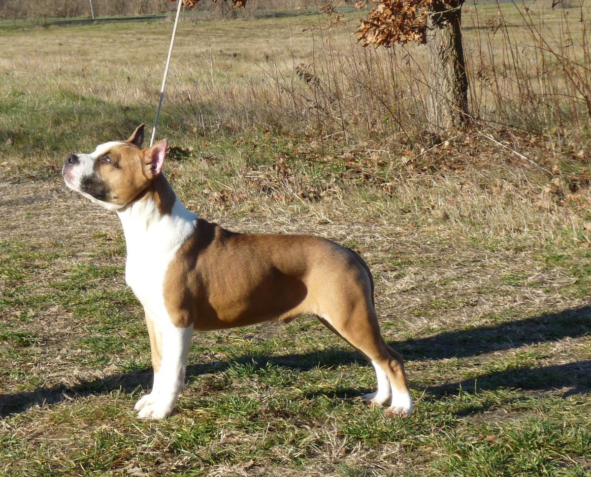 BodyBull Helikon Charles Rolls - Johnny | American Staffordshire Terrier 
