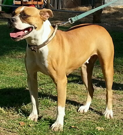 Aztec Bullyz China | American Bulldog 