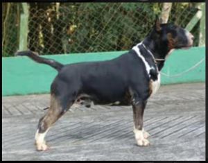 Auca Siguen Darth Vader | Bull Terrier 
