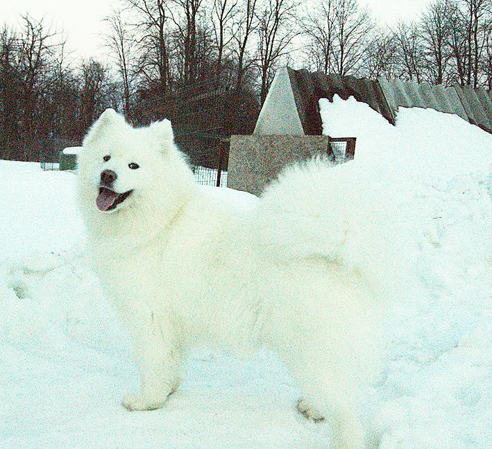 ROSABELLA ELIOSA IZ MOSKOVSKOY METELY | Samoyed 