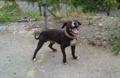 AGUIRRE'S DUQUE | American Pit Bull Terrier 