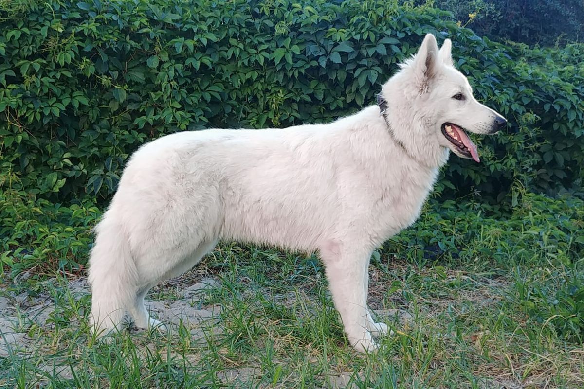 BEYONCE STAR BASAN HOUSE | White Swiss Shepherd Dog 