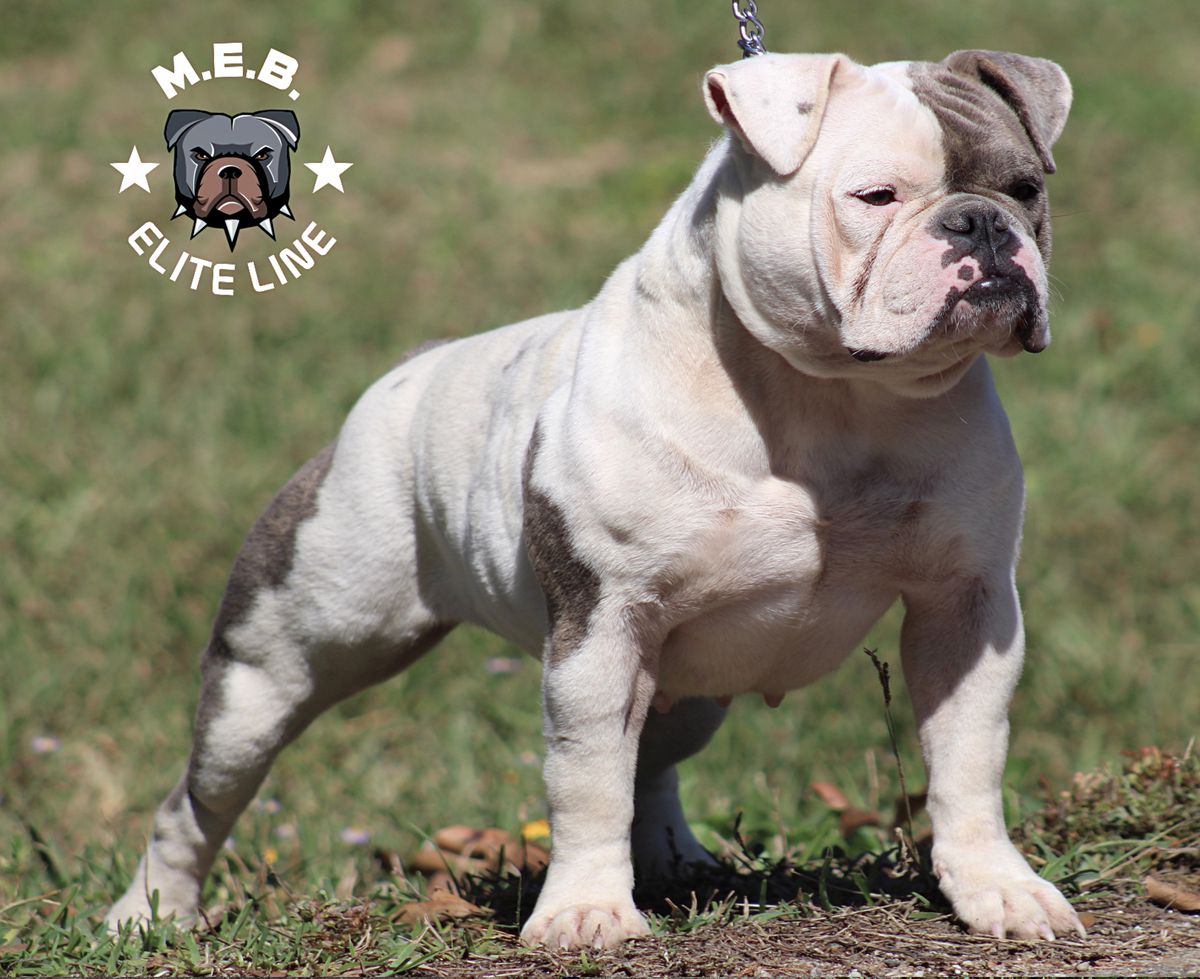 MEB Bloo Luna | Olde English Bulldogge 