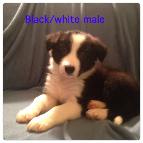 McNish's Border Collies Ryno | Border Collie 