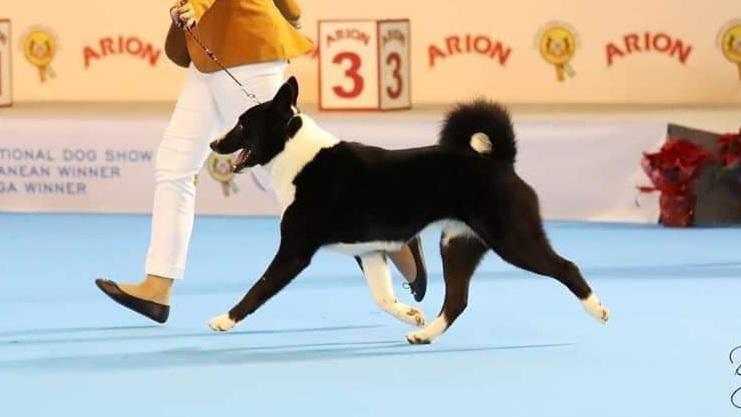 Bear Busters Cobra | Karelian Bear Dog 