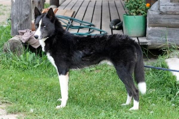 Enzo Begantis Vilkas | Siberian Husky 