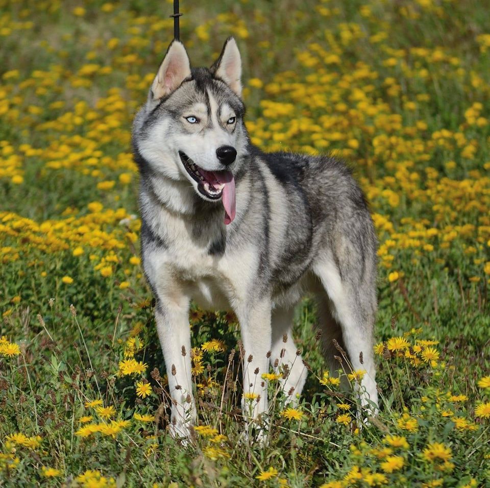 D-Groff | Siberian Husky 