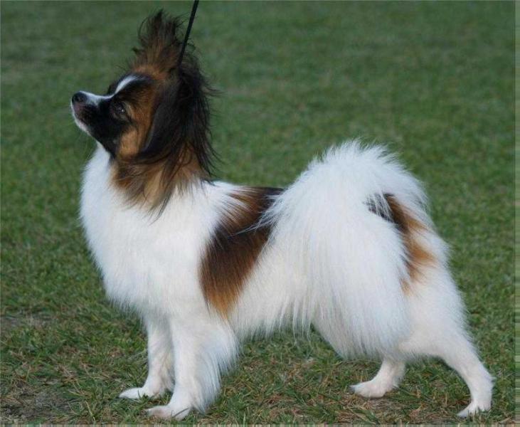 Toymaker's Antonia | Papillon 